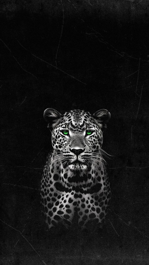 خلفيات felidae, Leopard