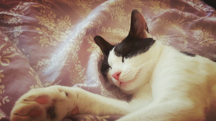 Sweet dream