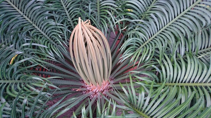 palmeira