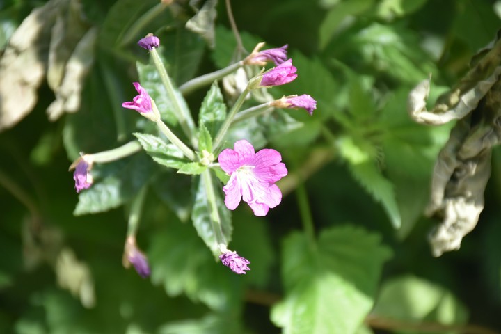 Flower