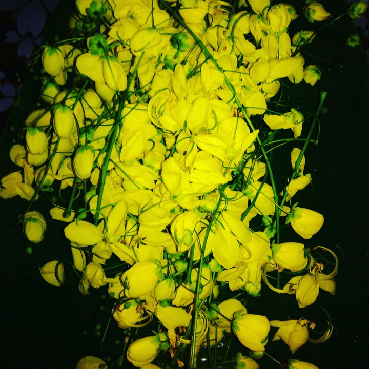 HAPPY VISHU