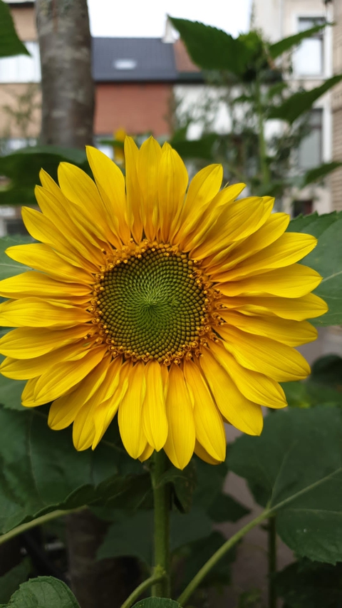 обои cuisine, flower