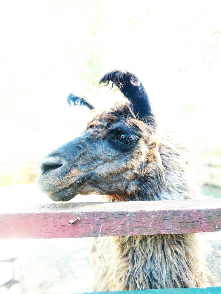 Llama