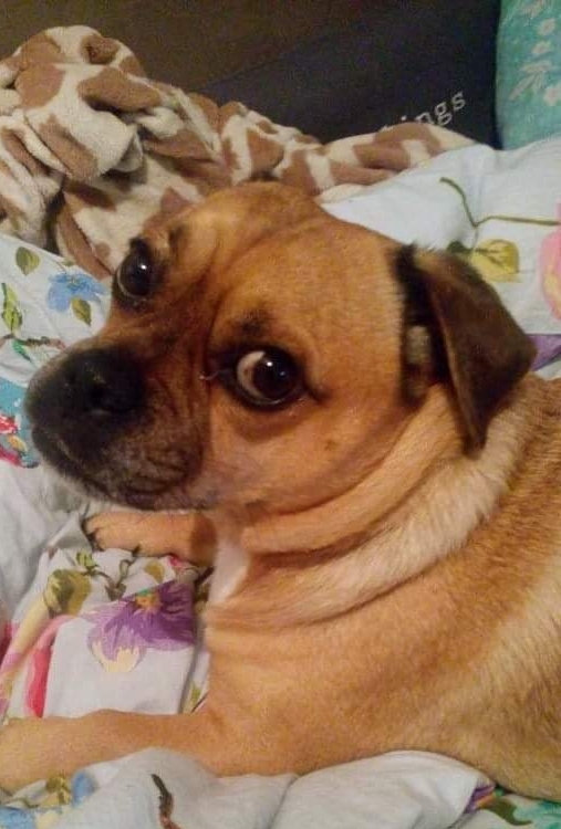 bodhi the dog