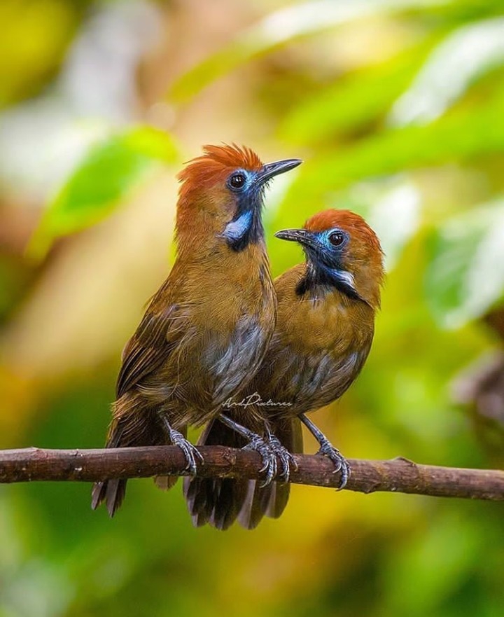 Birds