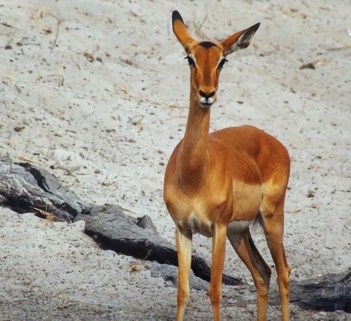 deer