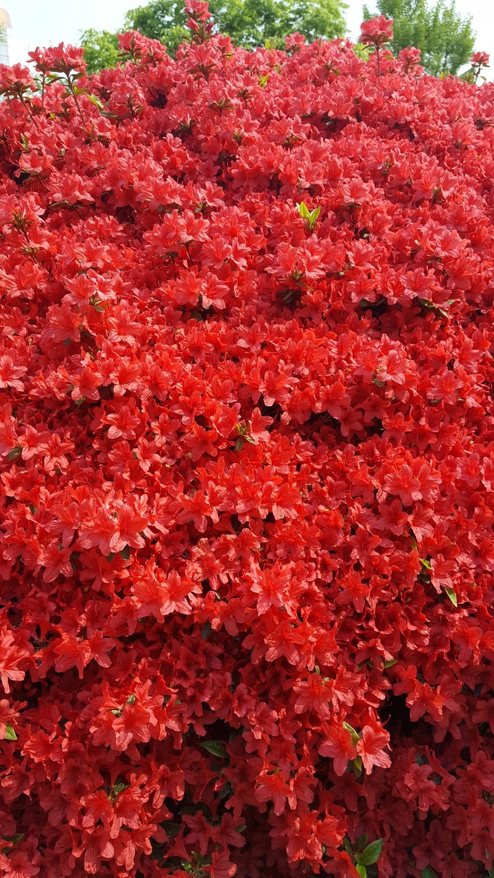 산철쭉