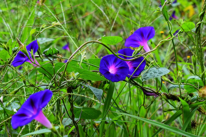 #Morning glory