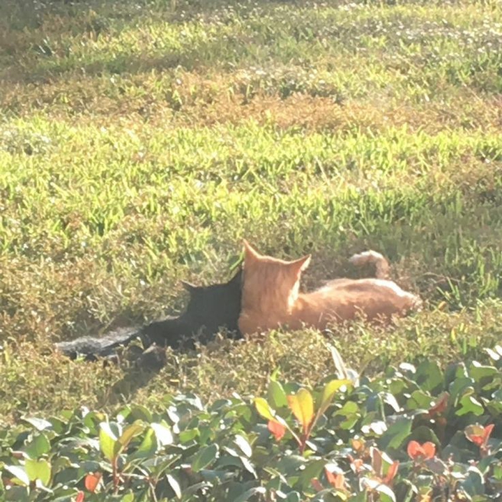 kittie