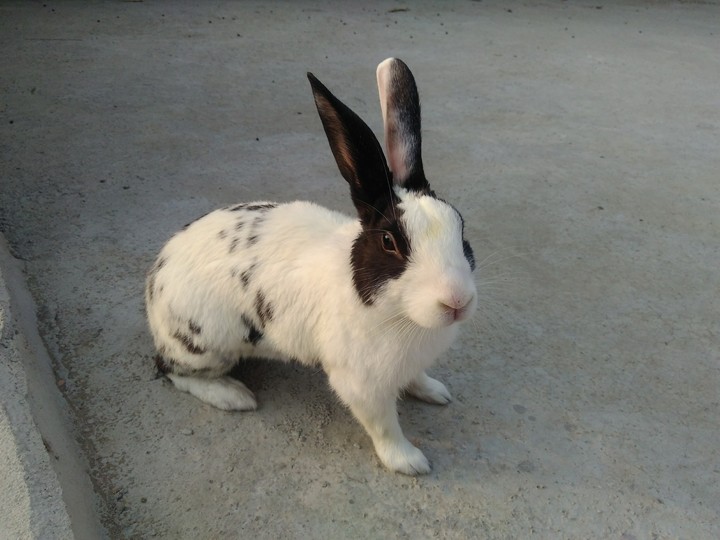 my bunny