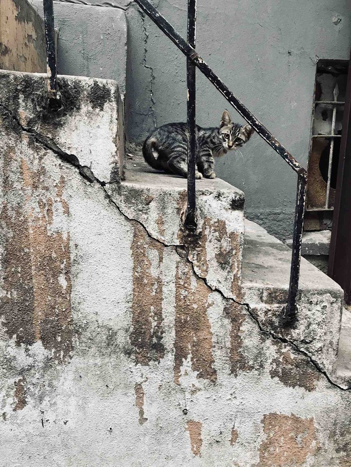 Cat On Stairs