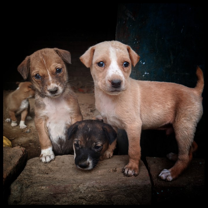 puppies
