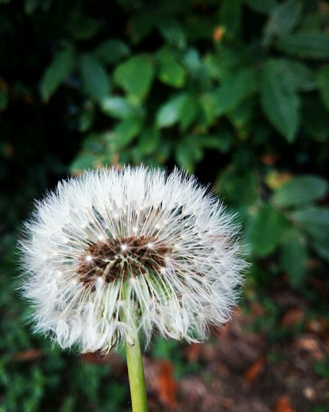 automne