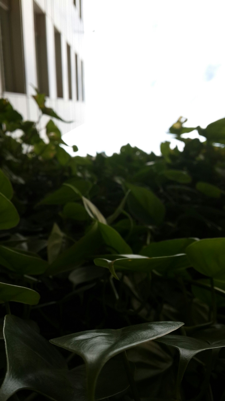 Leaves
