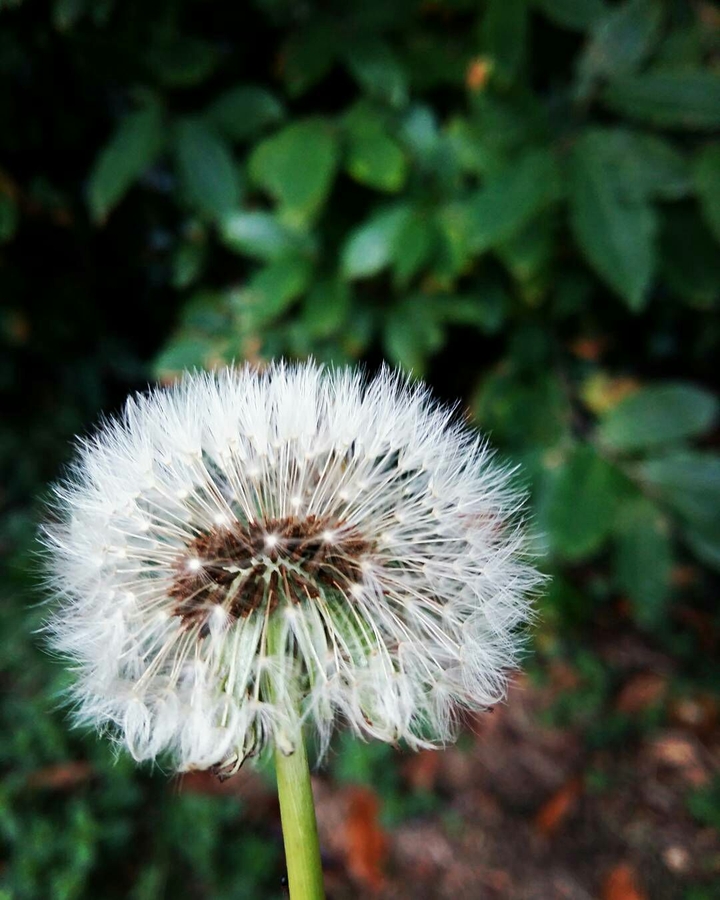 automne