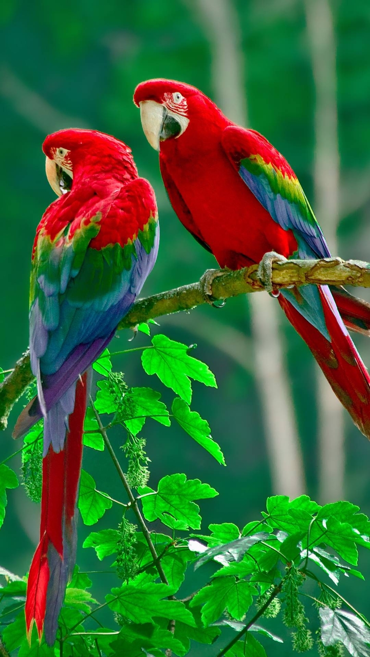 parrot