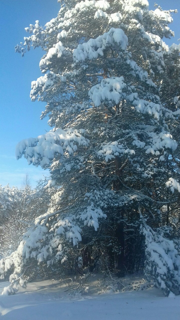 ❄❄❄❄❄