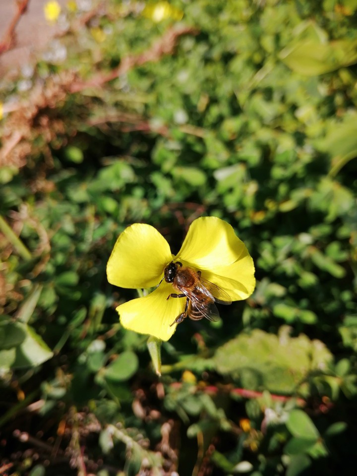 Pollination