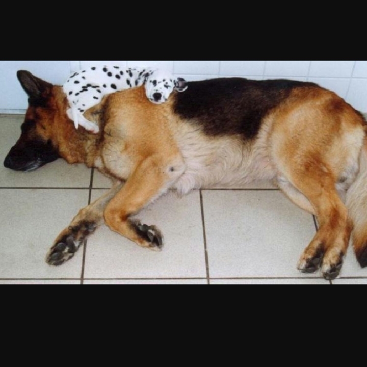 cane cagnolino 