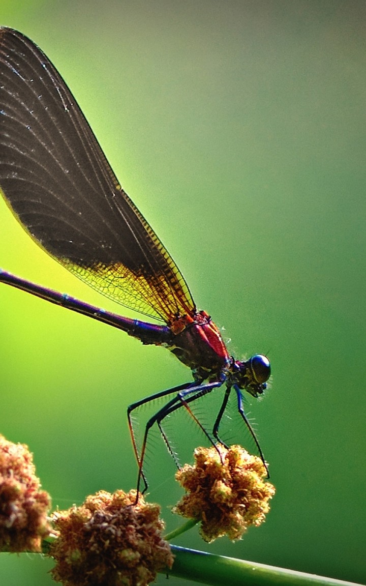 dragonfly