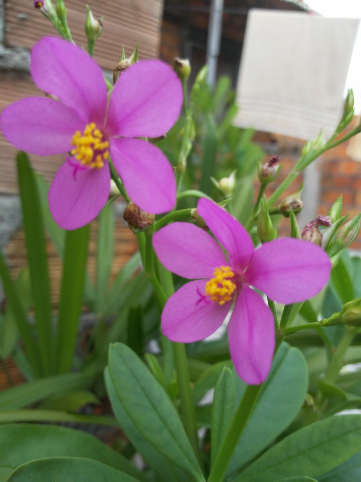 flor