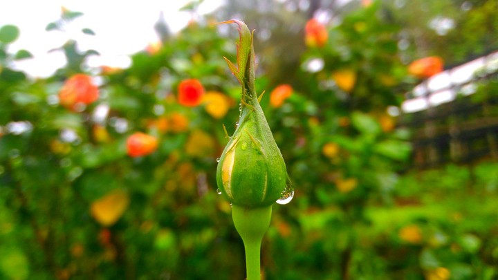 Green!!..During monsoon.