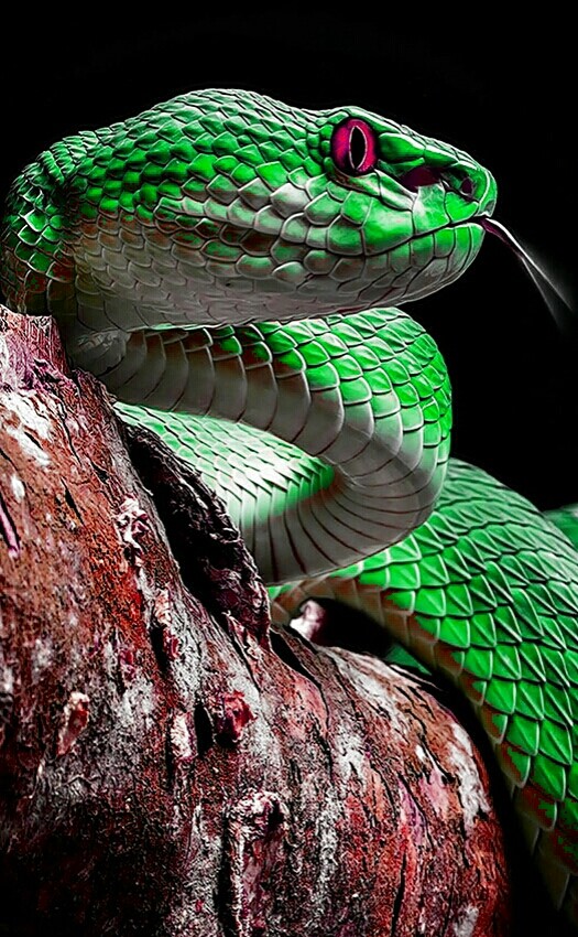 dangerous snake
