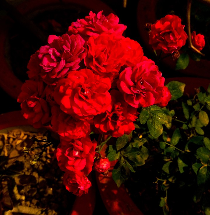 red_ roses
