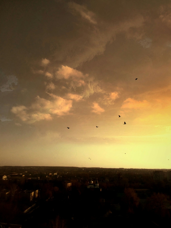 BIRDS 