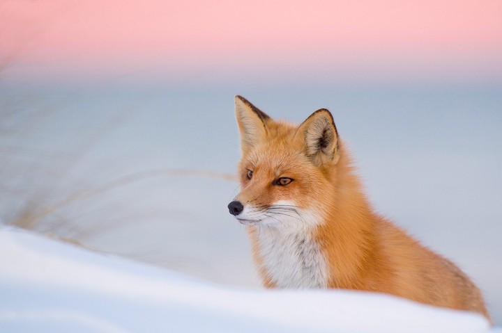 Fox