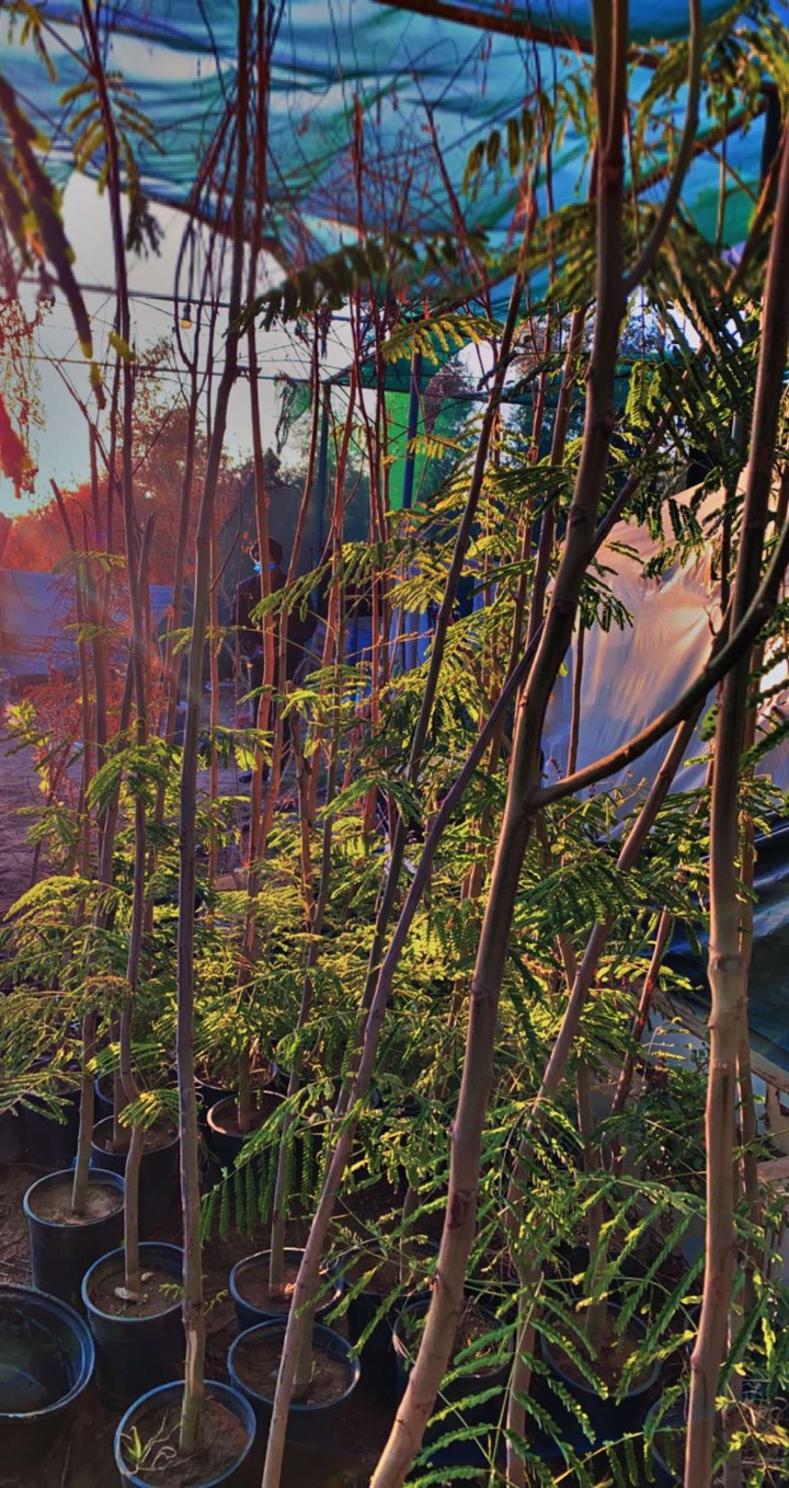 trees