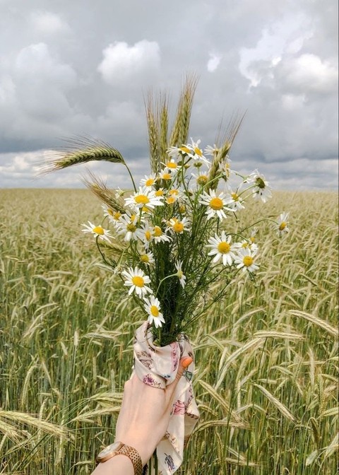 fondos de pantalla prairie, wildflower