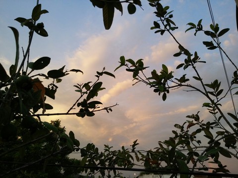 sfondi sky, plant