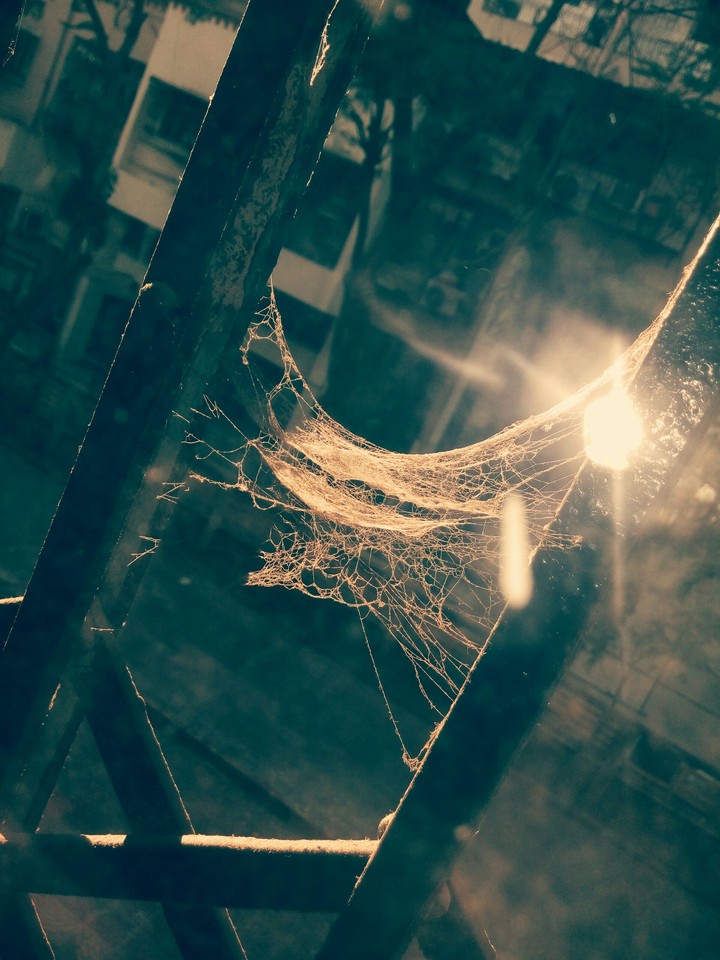 spider web
