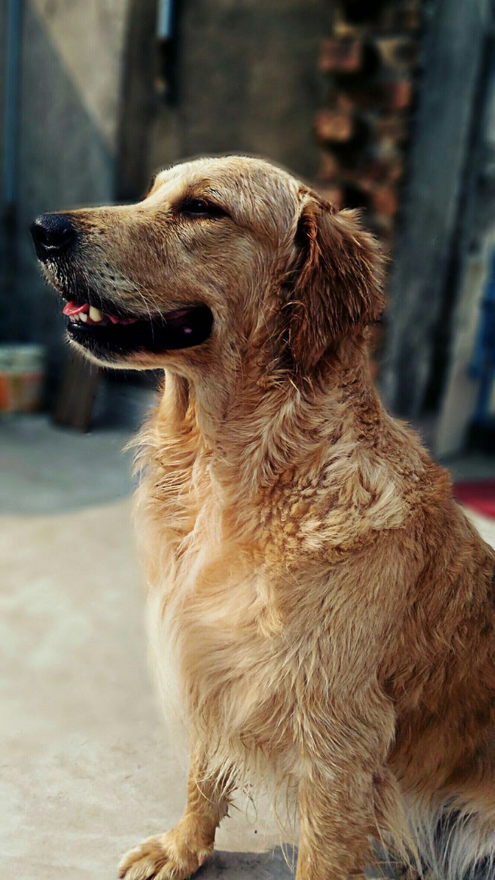 Golden Retriever