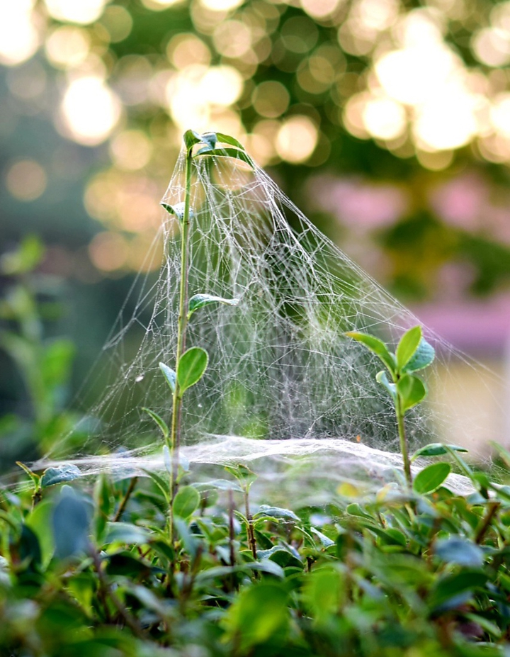 Spiderweb