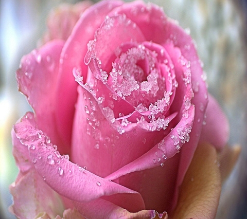 floribunda, rose háttérképek