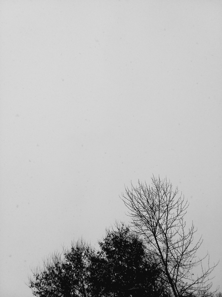Ghosts Trees