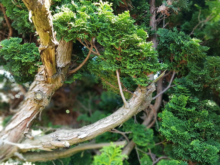 tree