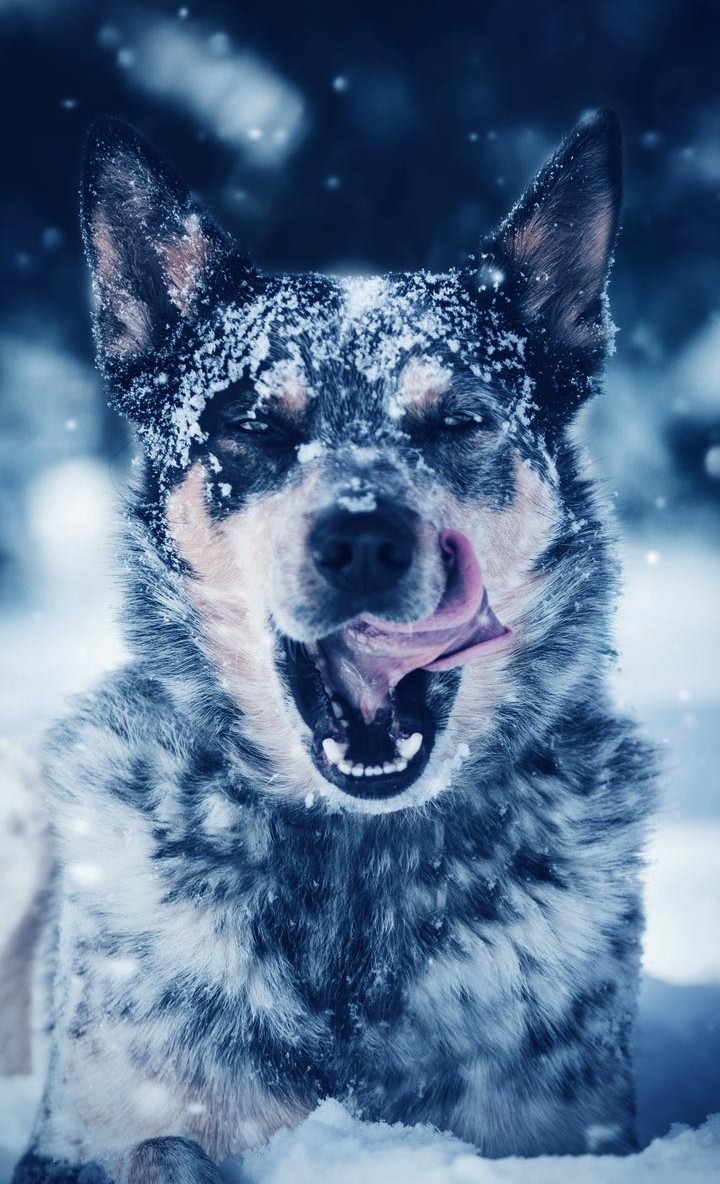 dog ❤️❤️❤️