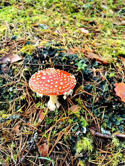 forest mushroom