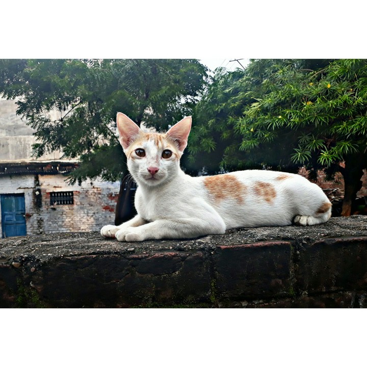 cat