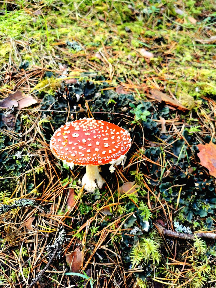 forest mushroom