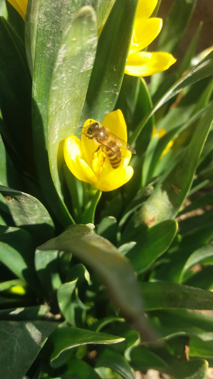honey bee