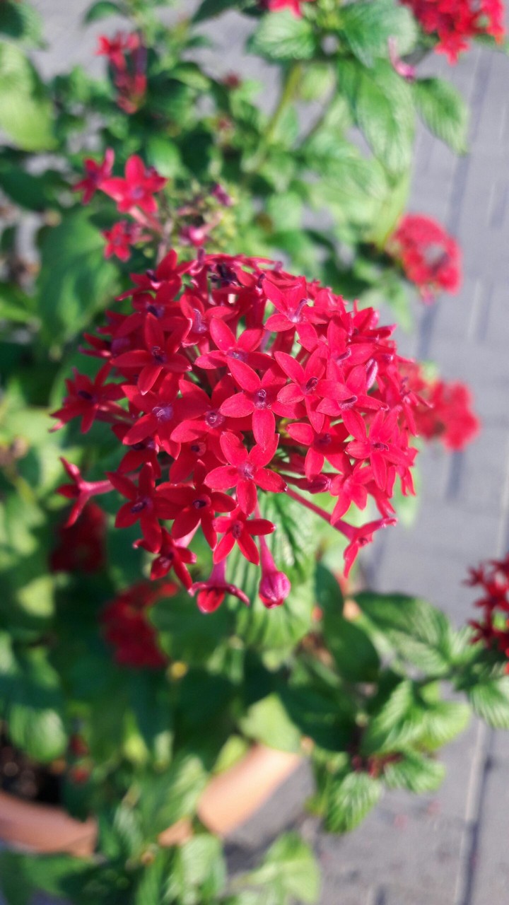 Small Flower