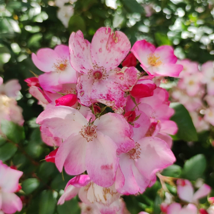 Flowers.
