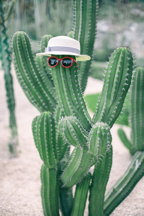 sfondi caryophyllales, Cactus