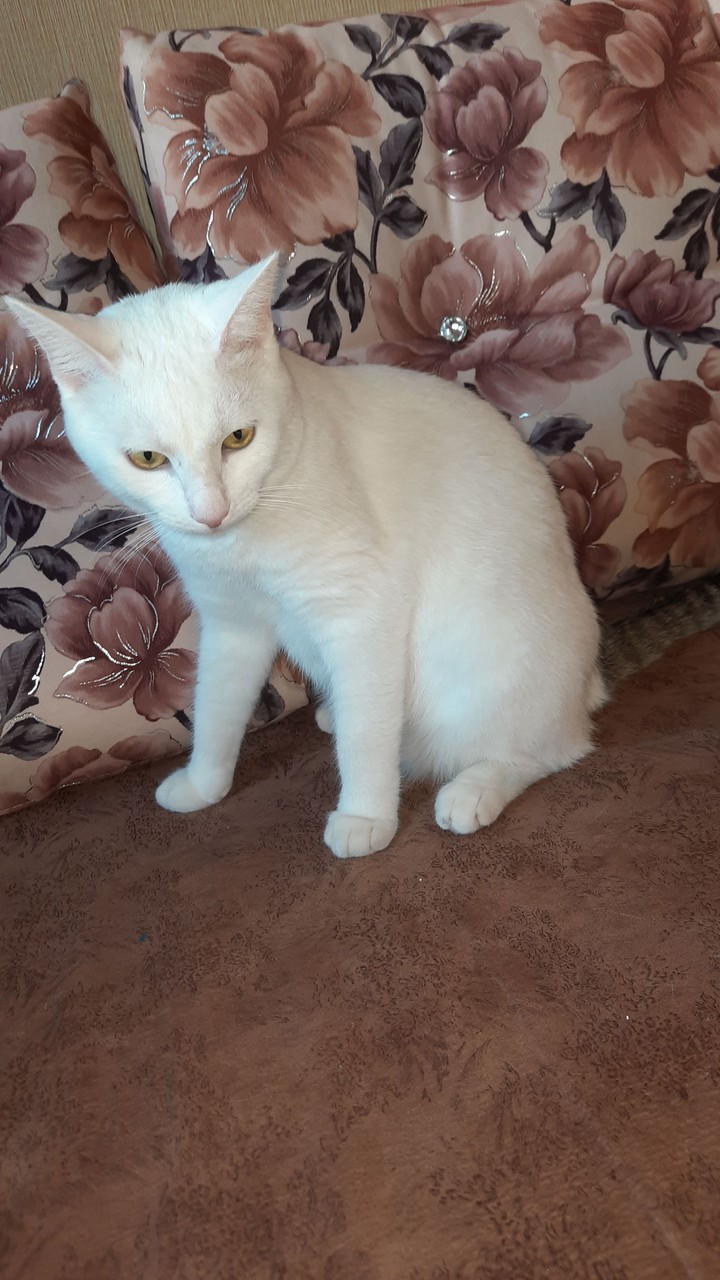 Котик