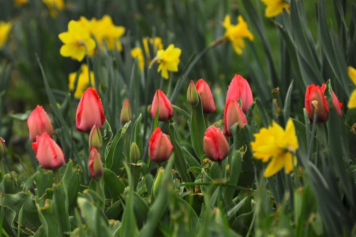 tulips