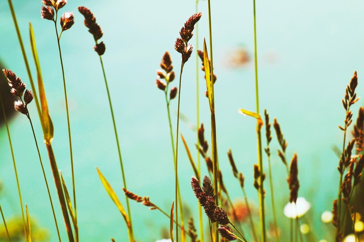 High grass and lake